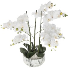 Floare decorativa in ghiveci- orhidee