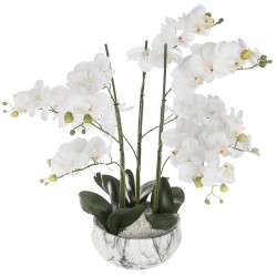 Floare decorativa in ghiveci- orhidee