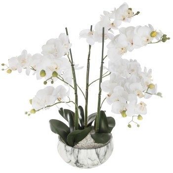 Floare decorativa in ghiveci- orhidee