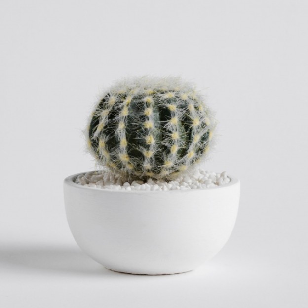 Floare decorativa cactosi