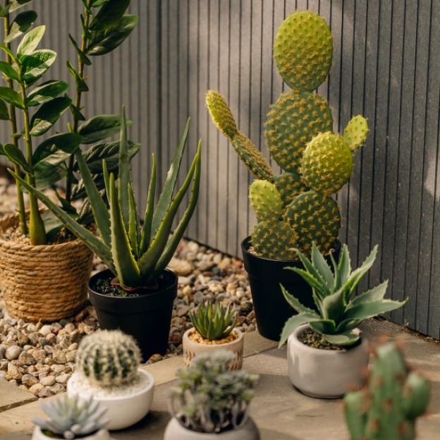 Floare decorativa cactosi