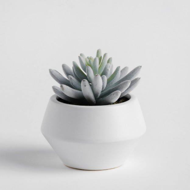 Floare decorativa kalanchi