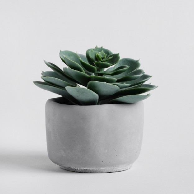 Floare decorativa sukuliso