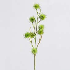 Floare decorativa cardo