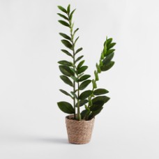 Floare decorativa zamia