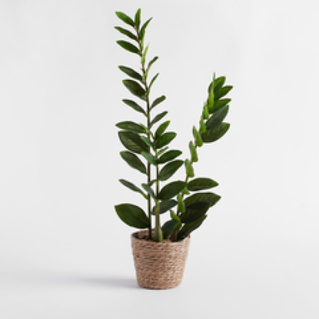 Floare decorativa zamia