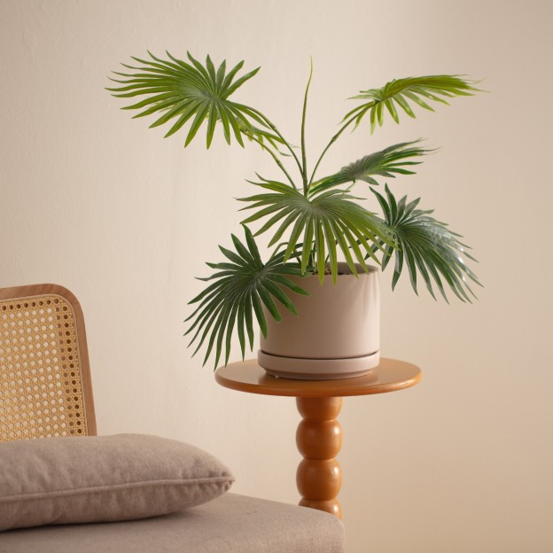 Floare decorativa livistona