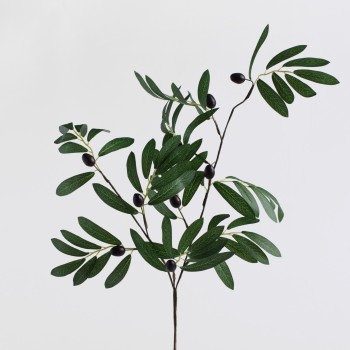 Floarea Oliveso