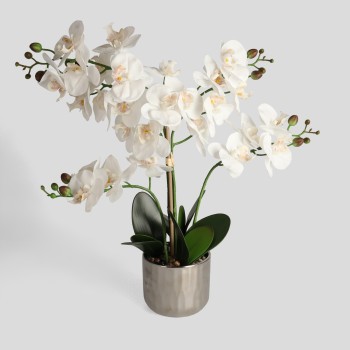 Aranjament Orchianos
