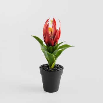 Aranjament Pedito cu motiv tropical